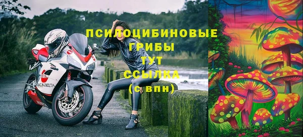 стаф Богданович